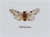 藏品(小點枝背舟蛾)的圖片